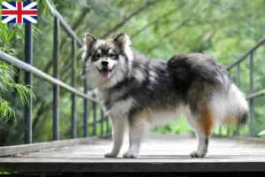 Read more about the article Crescători de Lapphund finlandez și căței în Marea Britanie