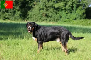 Read more about the article Large Swiss Mountain Dog Crescător și căței în Portugalia