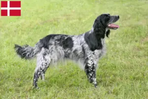 Read more about the article Mare Münsterländer crescător și căței în Danemarca