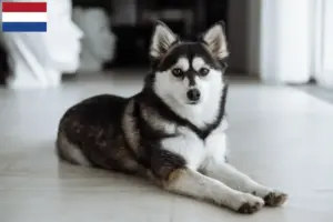 Read more about the article Crescători și căței Pomsky în Țările de Jos