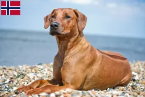Read more about the article Crescători și căței Rhodesian Ridgeback în Norvegia