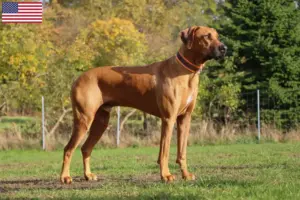 Read more about the article Rhodesian Ridgeback crescători și căței în SUA