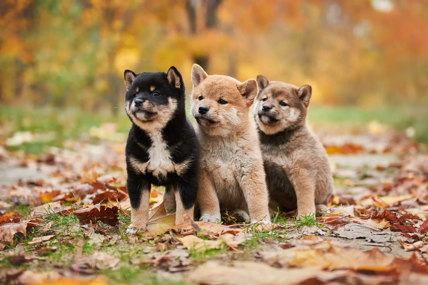 Cumpărarea unui cățel Shiba înseamnă asumarea responsabilității! Cumpărați cățeluși Shiba.