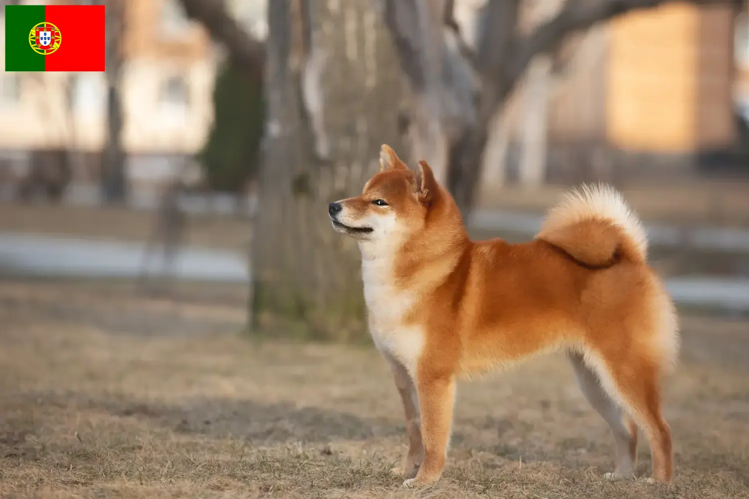 Shiba căței și crescători Portugalia Aici puteți găsi crescători de Shibas în Portugalia.