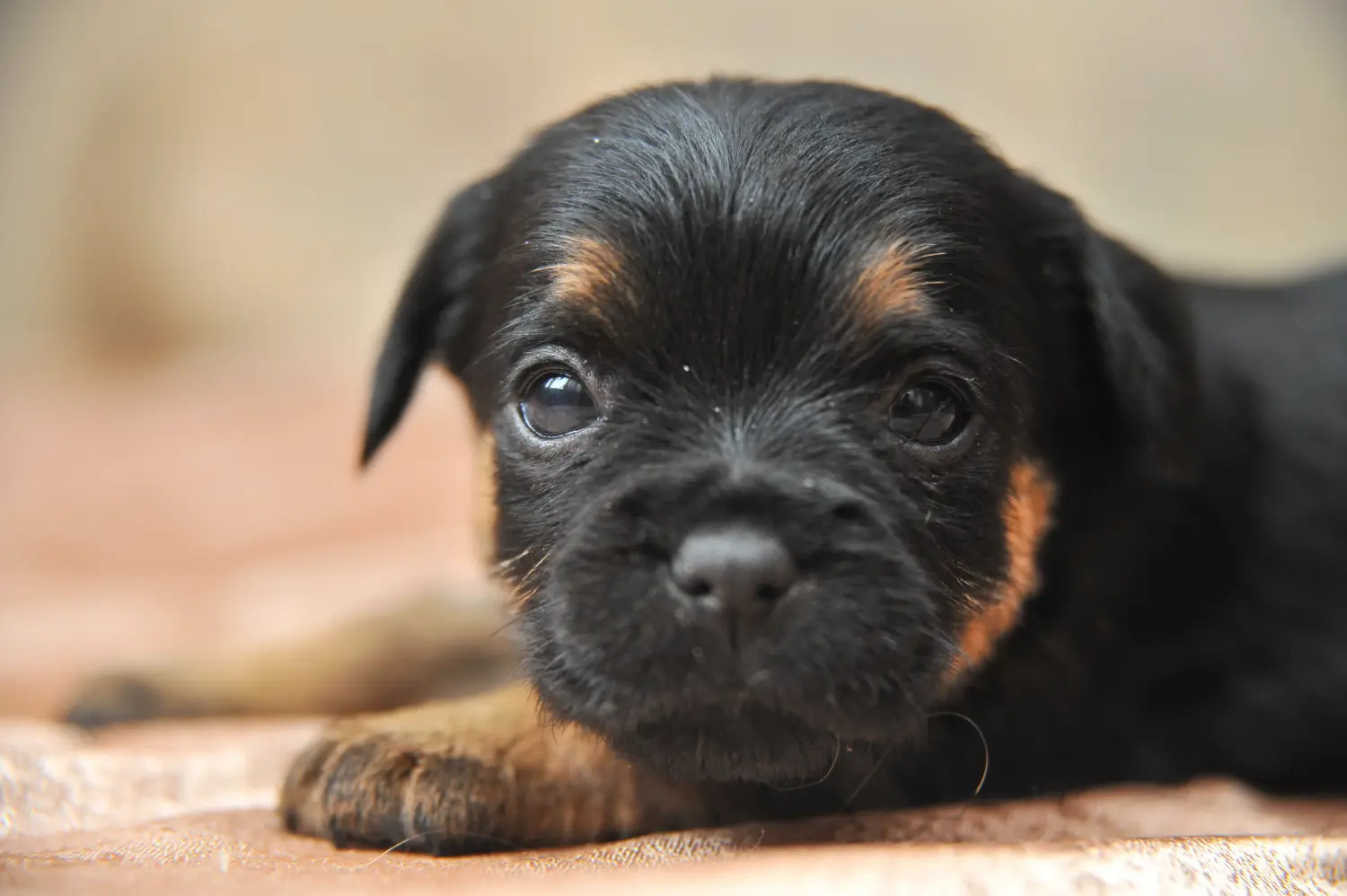 Cumpărarea unui cățeluș Terrier german de vânătoare înseamnă asumarea responsabilității! Cumpărați pui de Terrier german de vânătoare.