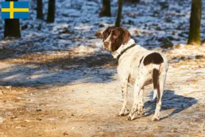Read more about the article Old Danish Pointing Dog Crescător și căței în Suedia